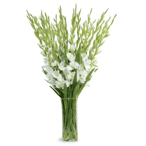 Gladiolus Tall Arrangement