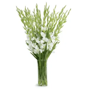 Gladiolus Tall Arrangement