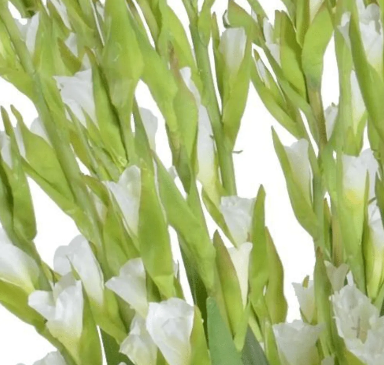 Gladiolus Tall Arrangement