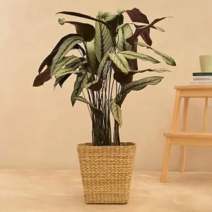 Ugaoo Seagrass Planter - 24 CM