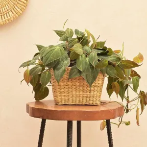 Ugaoo Seagrass Seagrass Planter - 21 CM